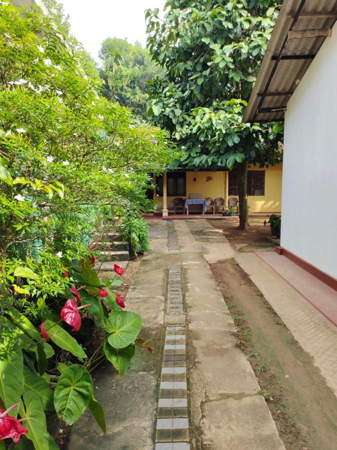 Ancient Tree Guest house