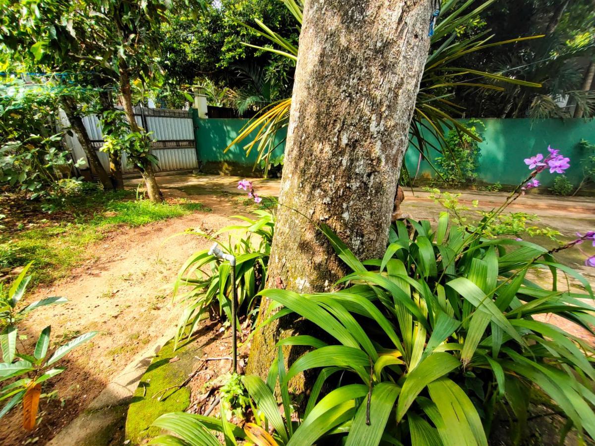 Ancient Tree Mirissa